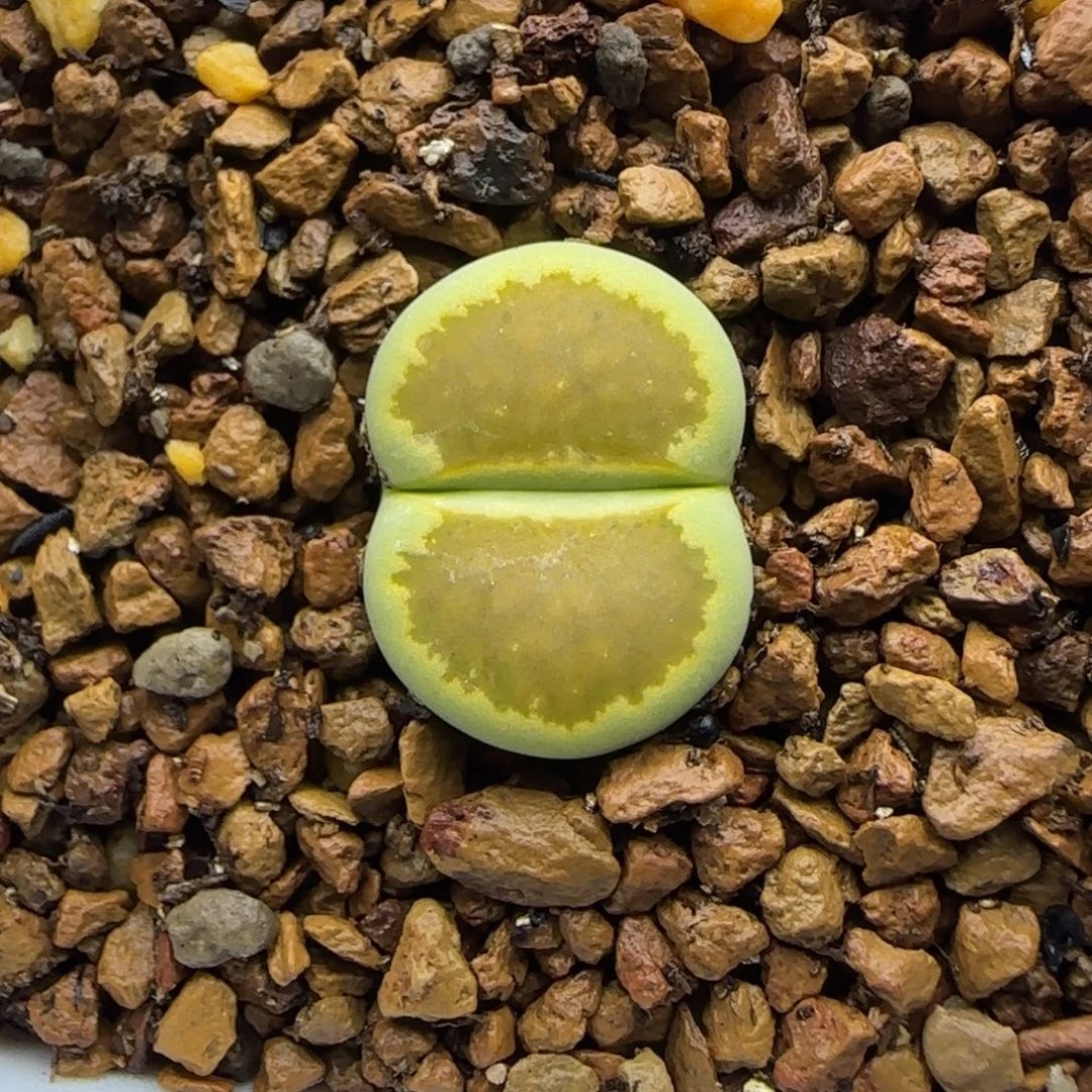 873 生石花大棚直播