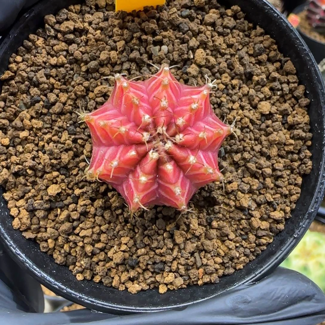 342号泰系实生轮回，乌贼基因