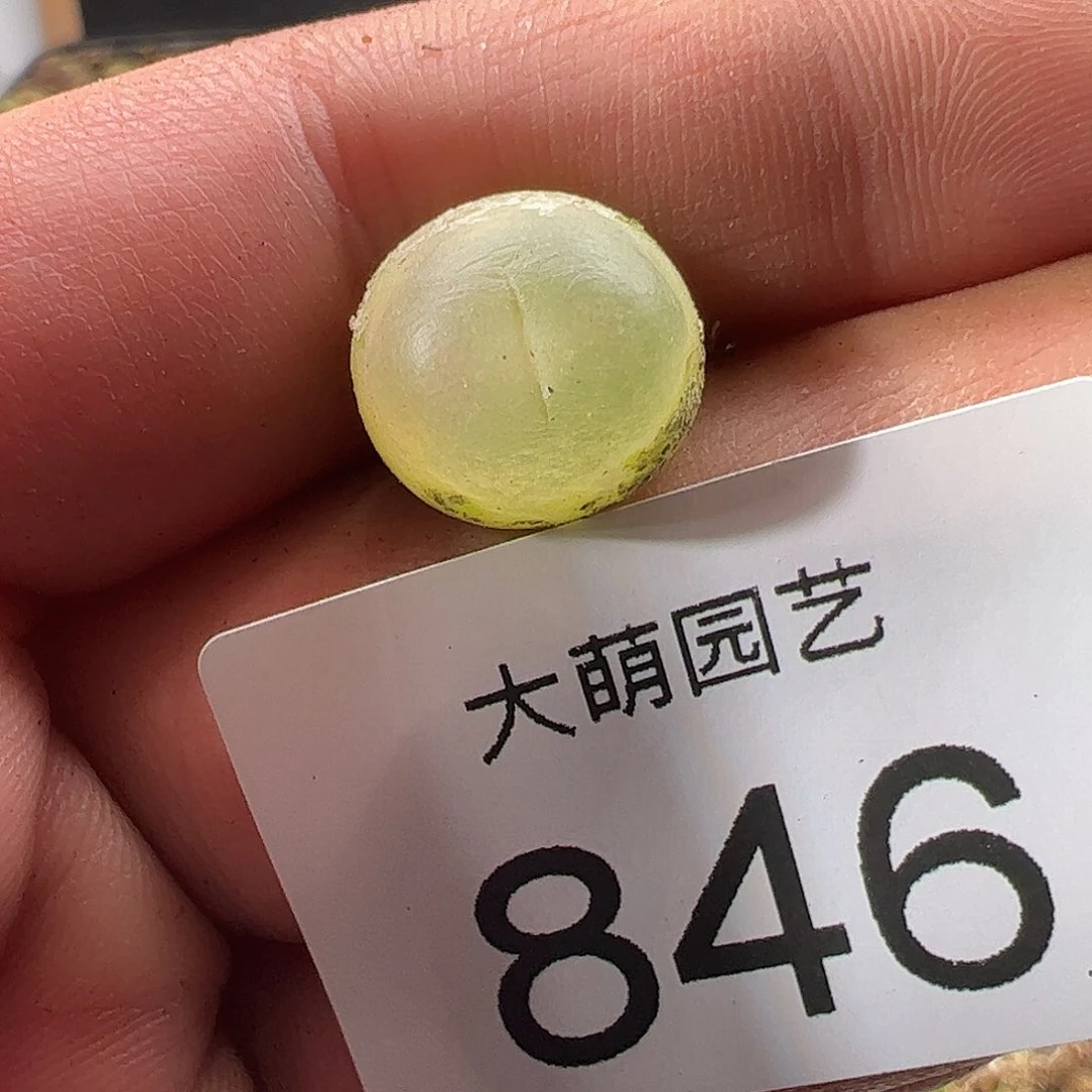 0000846 一物一拍……