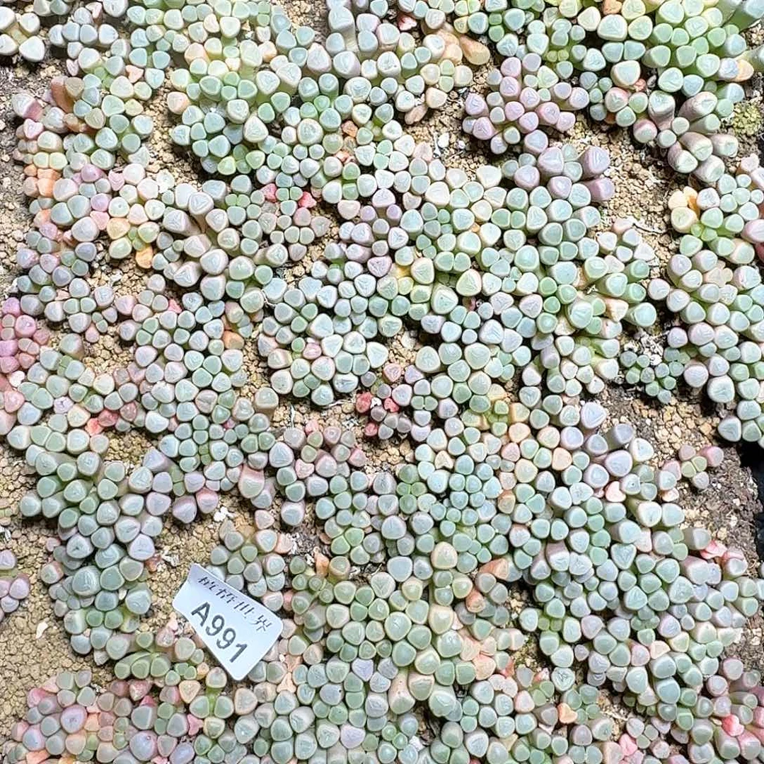 991号多肉植物f vv