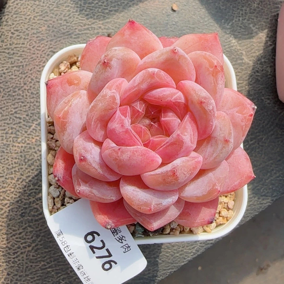 粉魄福利，6276多肉