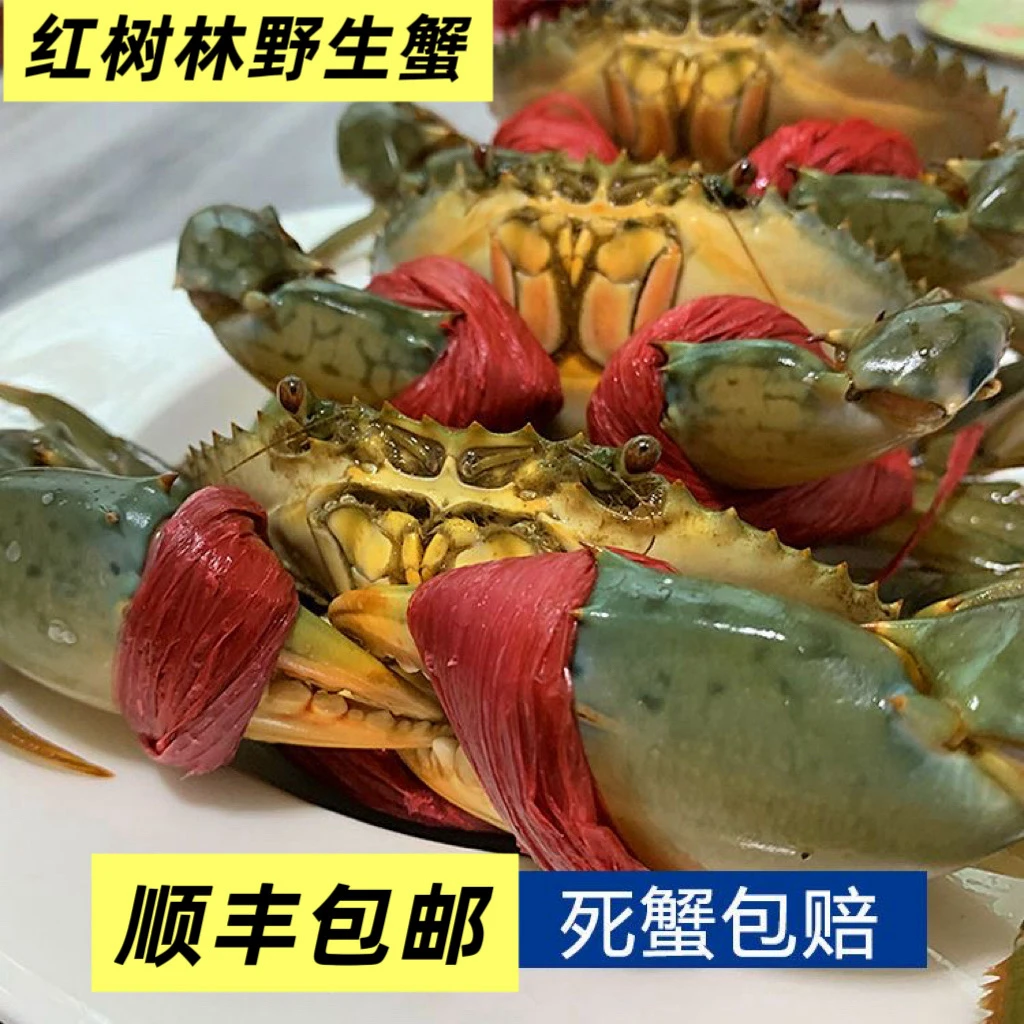 红树林野生青蟹250g*3只顺丰发货死蟹包赔