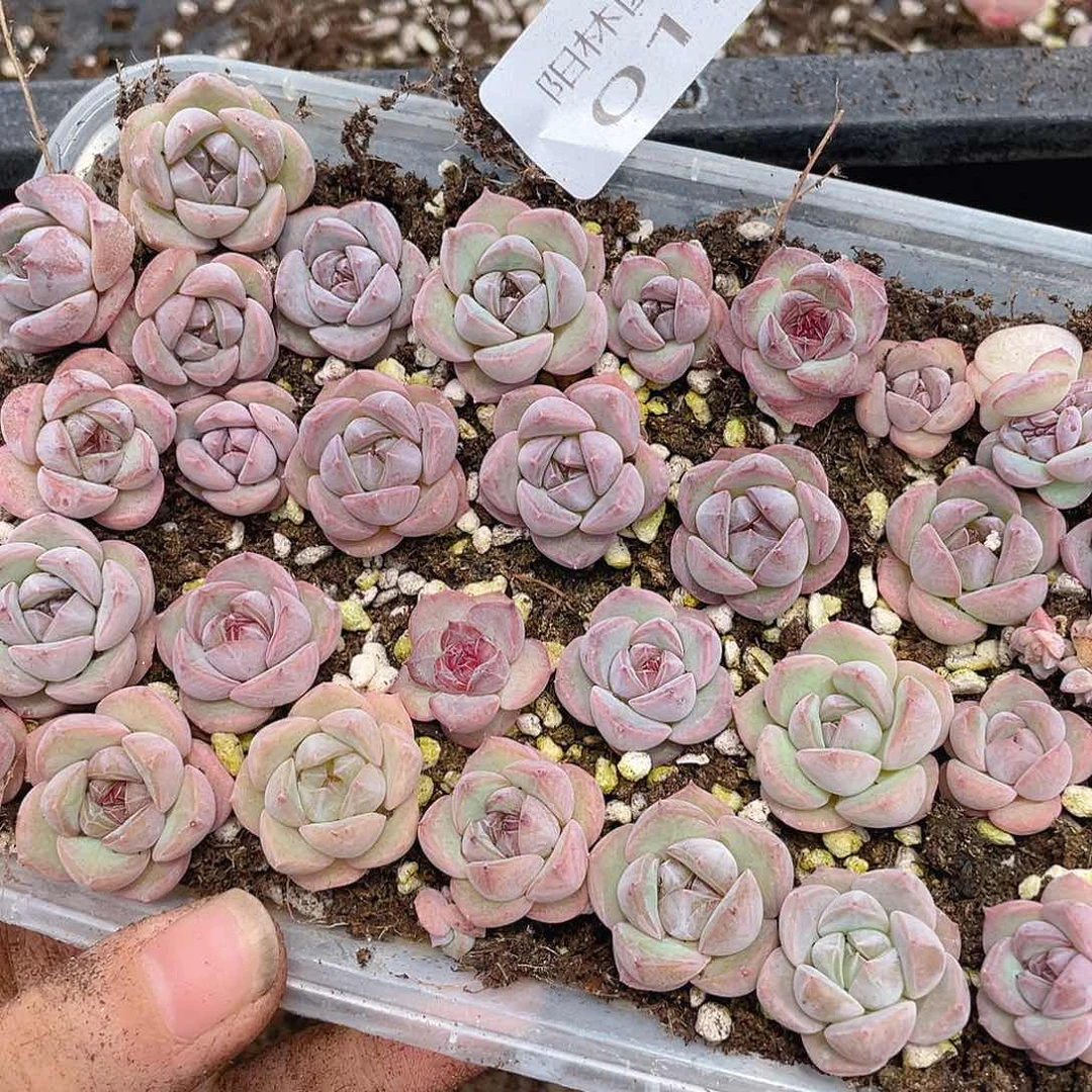 ฅ***୭多肉植物多肉植物13