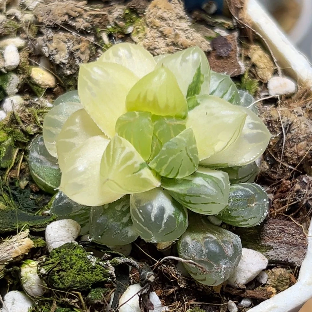 恭喜发财大吉大利682