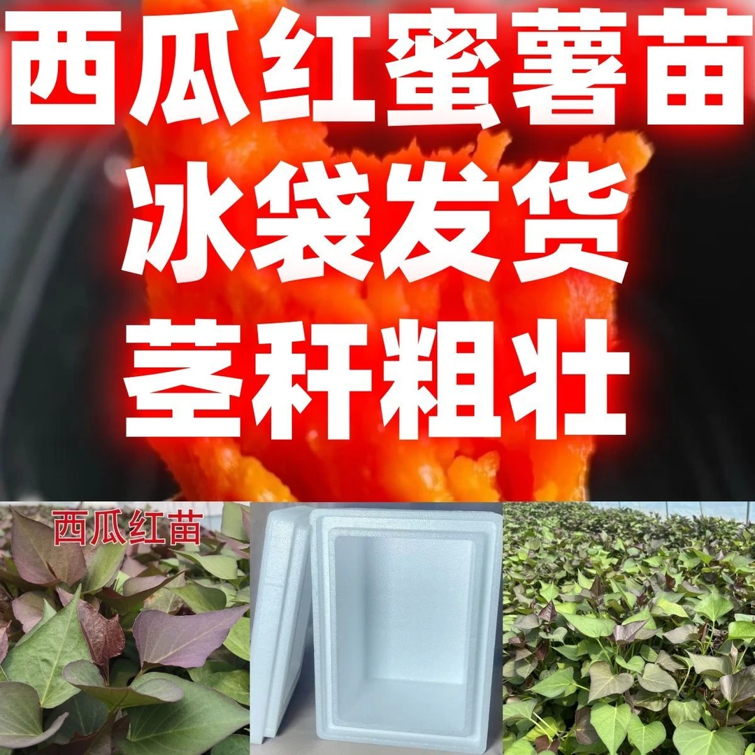 西瓜红薯苗现货现发红薯秧苗蜜薯甜蜜好吃好吃红薯苗茎秆发货