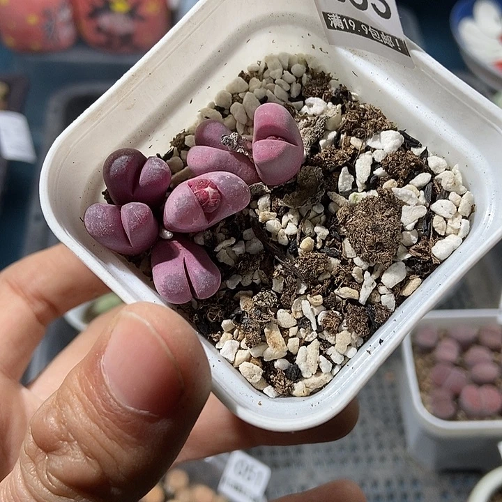 53大舅生石花肉锥多肉生日花