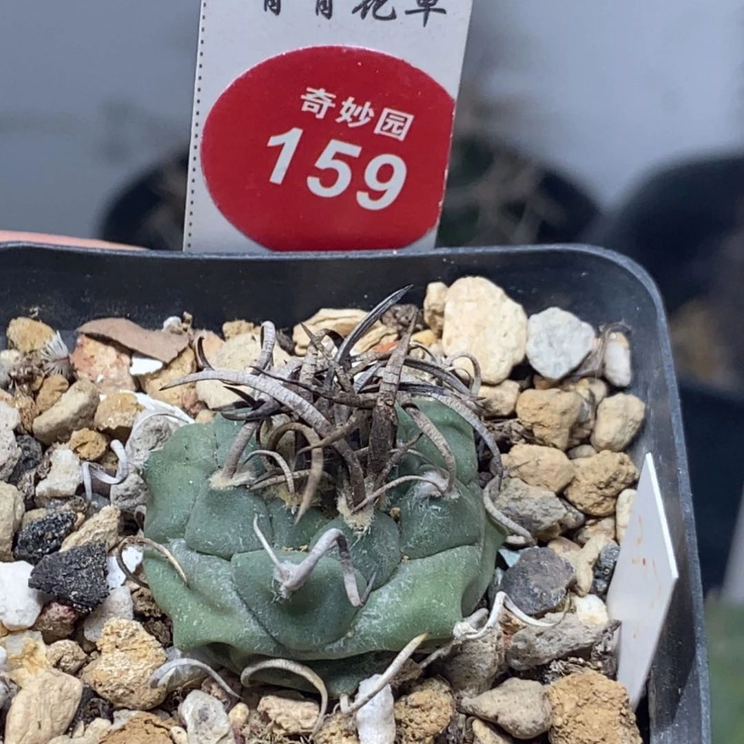 实生碳刺娇丽2.6cm