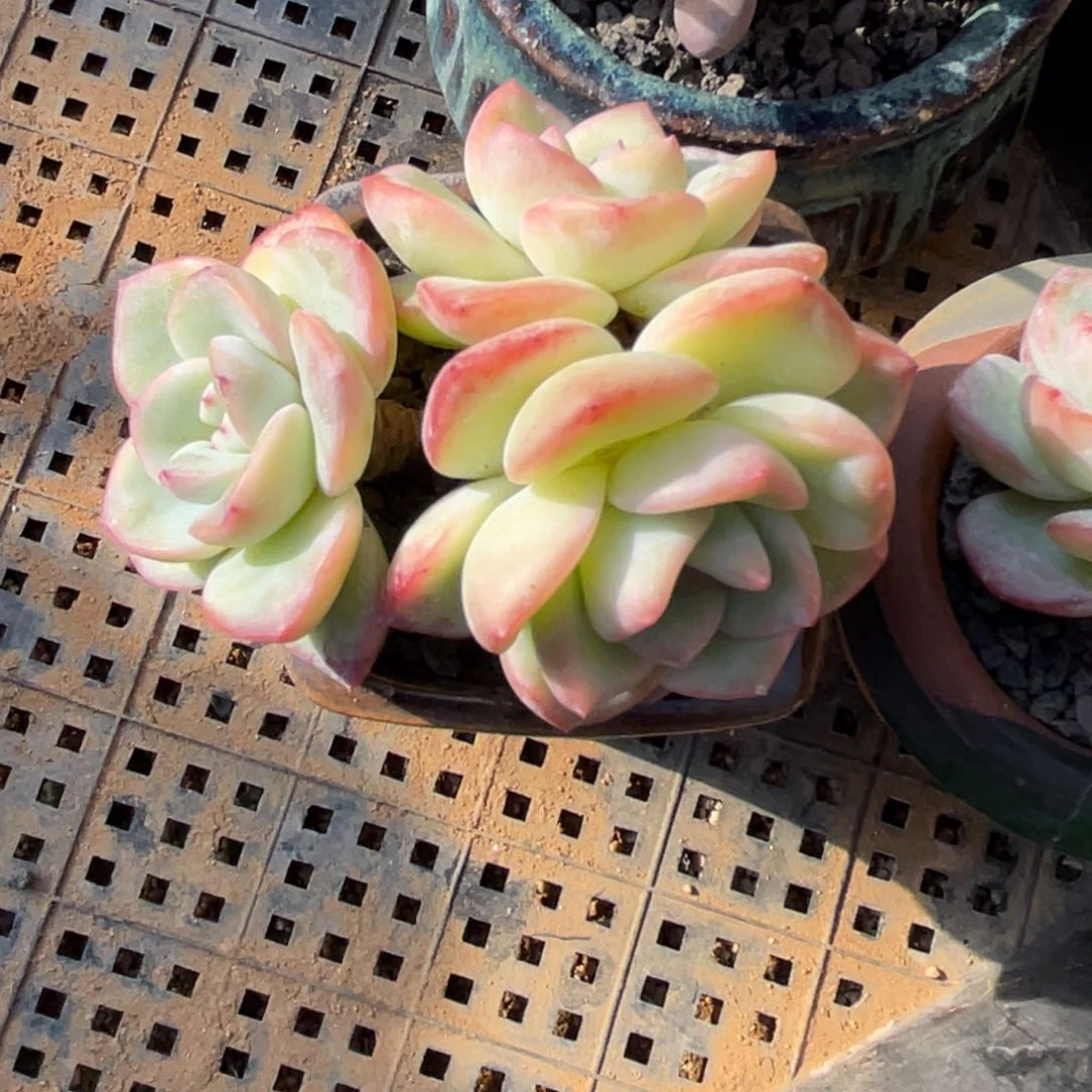 多肉植物三头泡芙