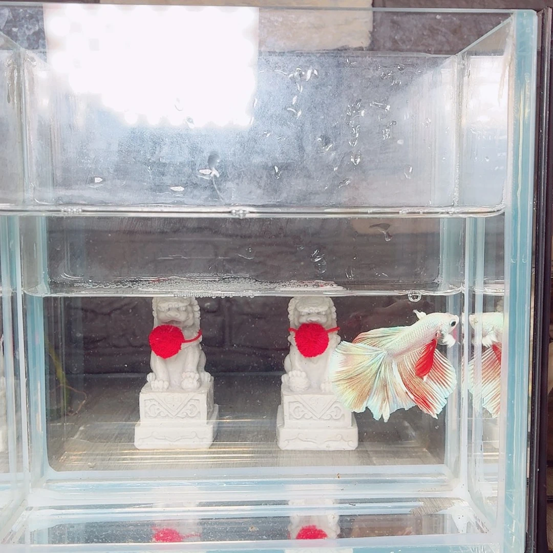 斗鱼浅色半月公鱼