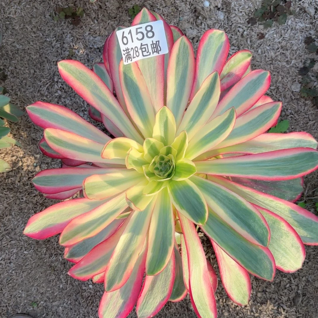 e**nH. 6158阿波罗多肉