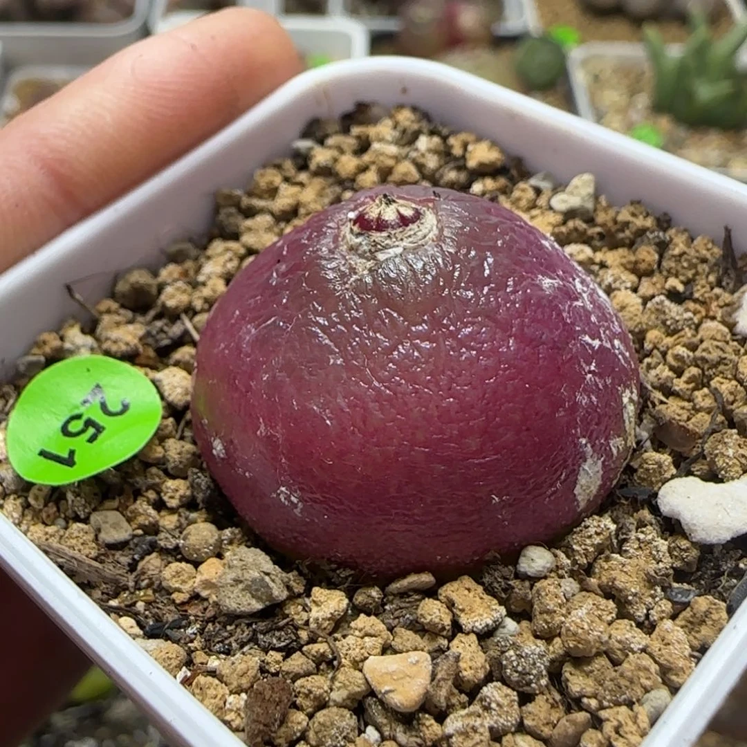 红灯泡2.78多肉植物251