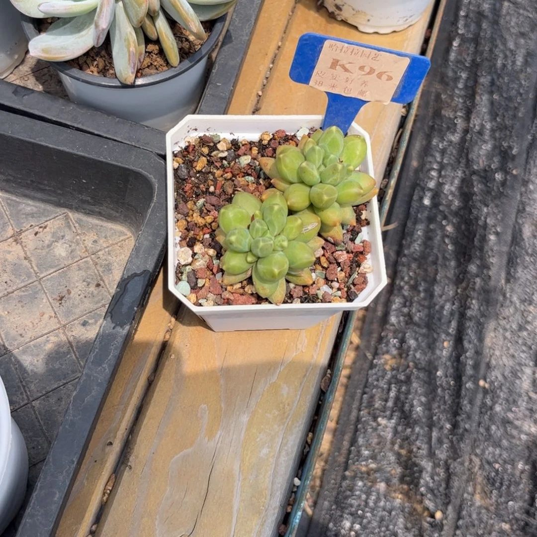 L***多肉植物11111111111