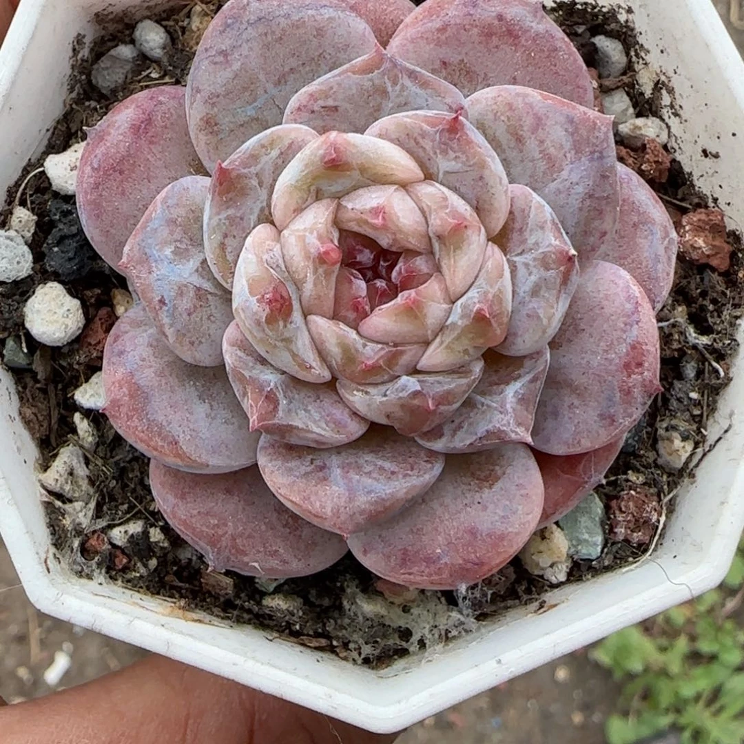 小卡拉米糖心一物一拍