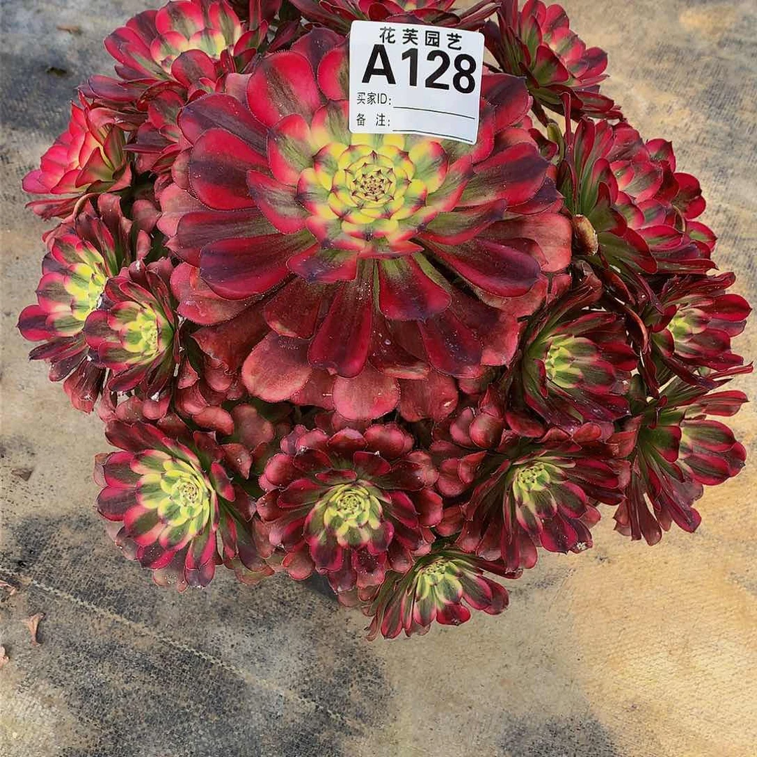 128多肉法师于天际