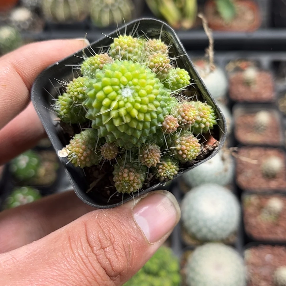 无刺白珠单头发货单头发