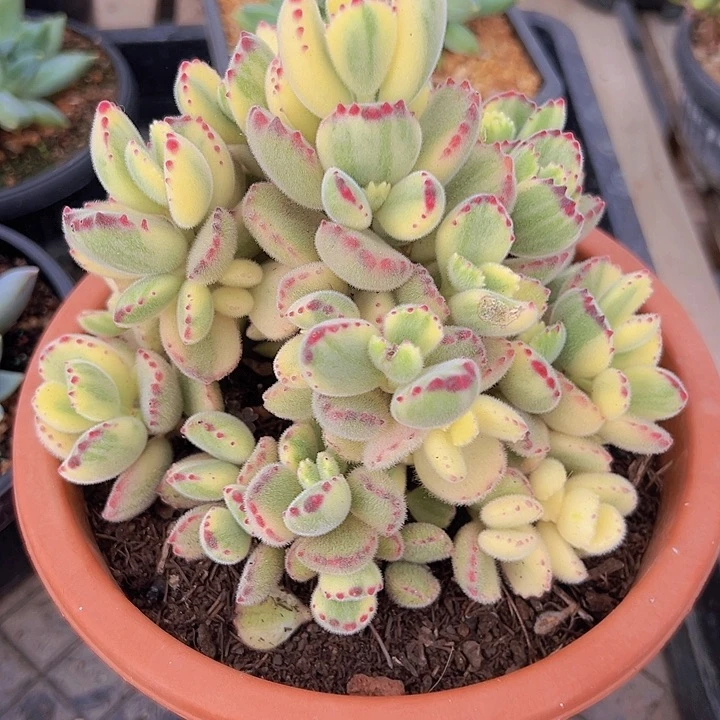 多肉植物正桩无砍的彩虹熊