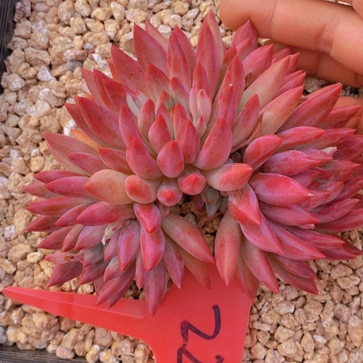 这些东西真的不是什么