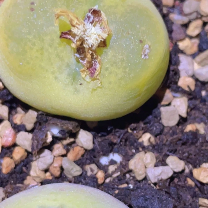 48889589889889888878