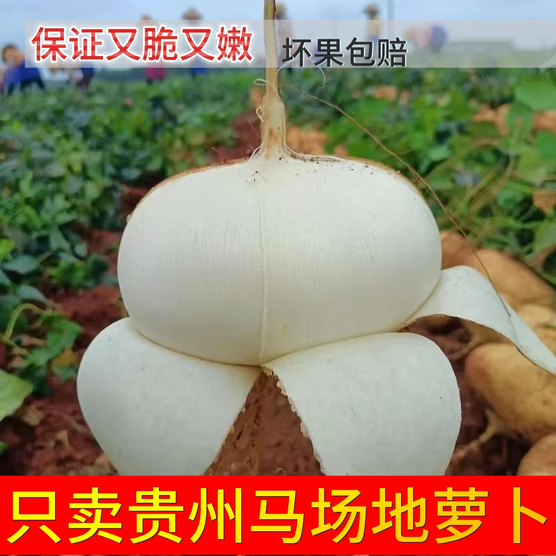 贵州平坝马场凉薯地瓜地萝卜应季凉薯新鲜现挖现发