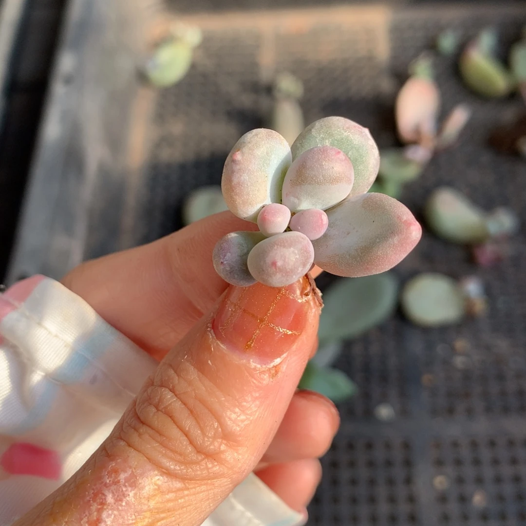 奶酪哈哈哈哈哈哈哈