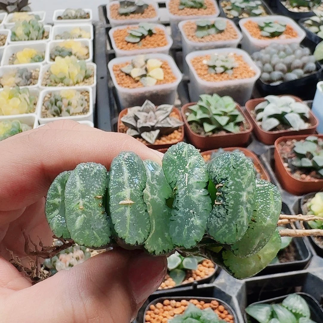 十二卷福利活动开始裸根