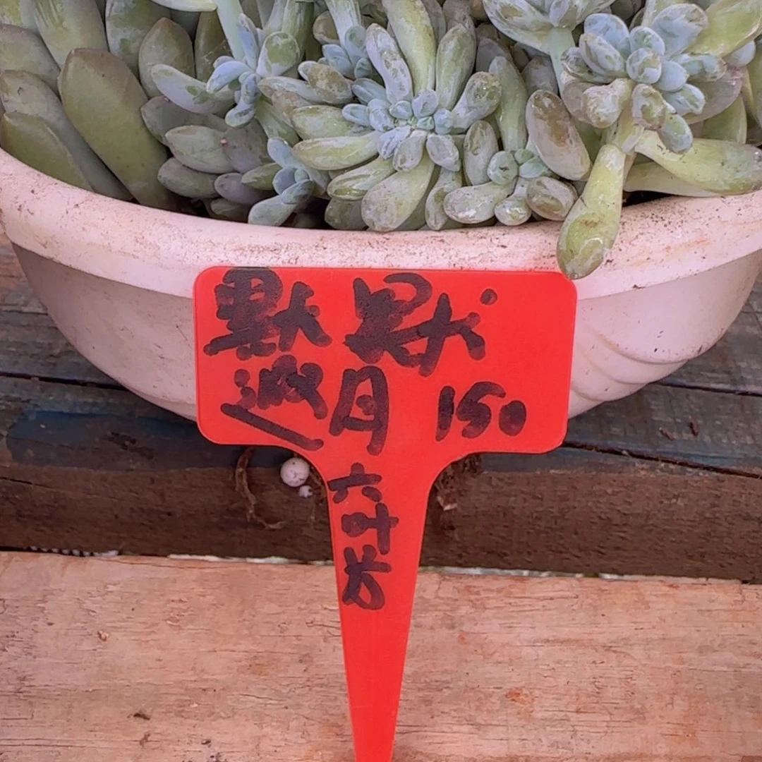 默默姐姐多肉植物