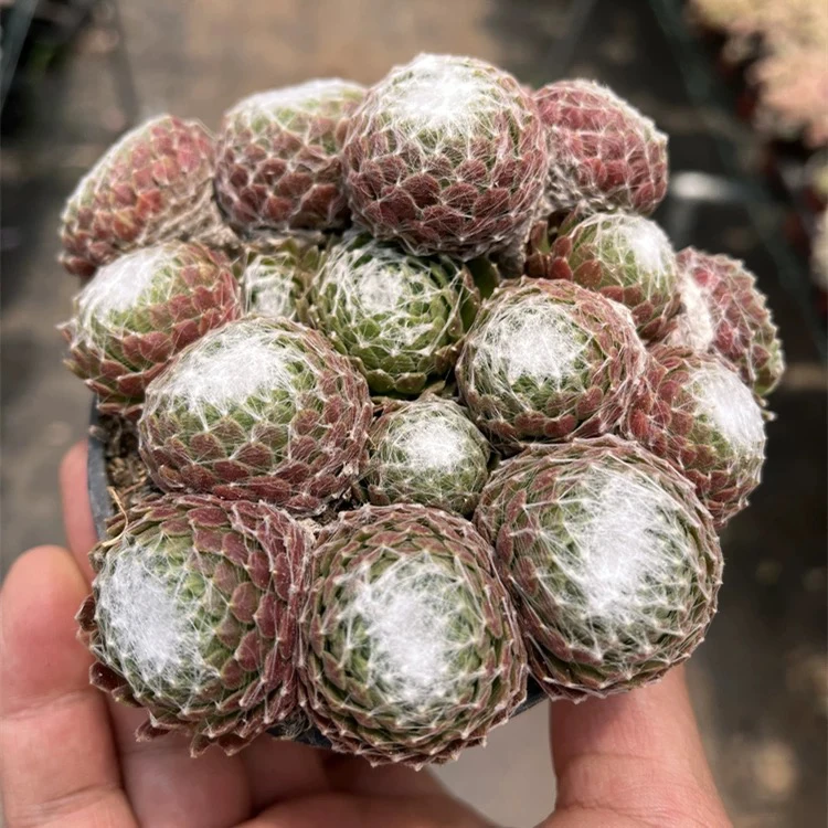 【满9.9包邮】蛛丝卷绢6.5cm盆多肉植物以直播间展示为主