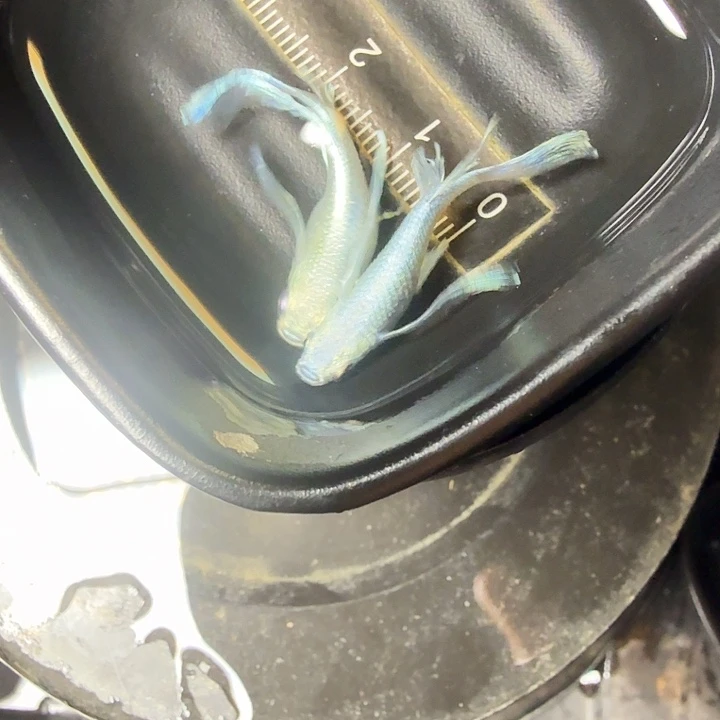 青鳉鱼64号拍品福利天使