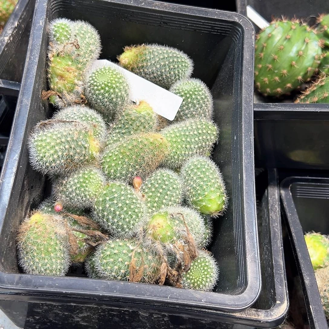 宝山属随机不重复6颗
