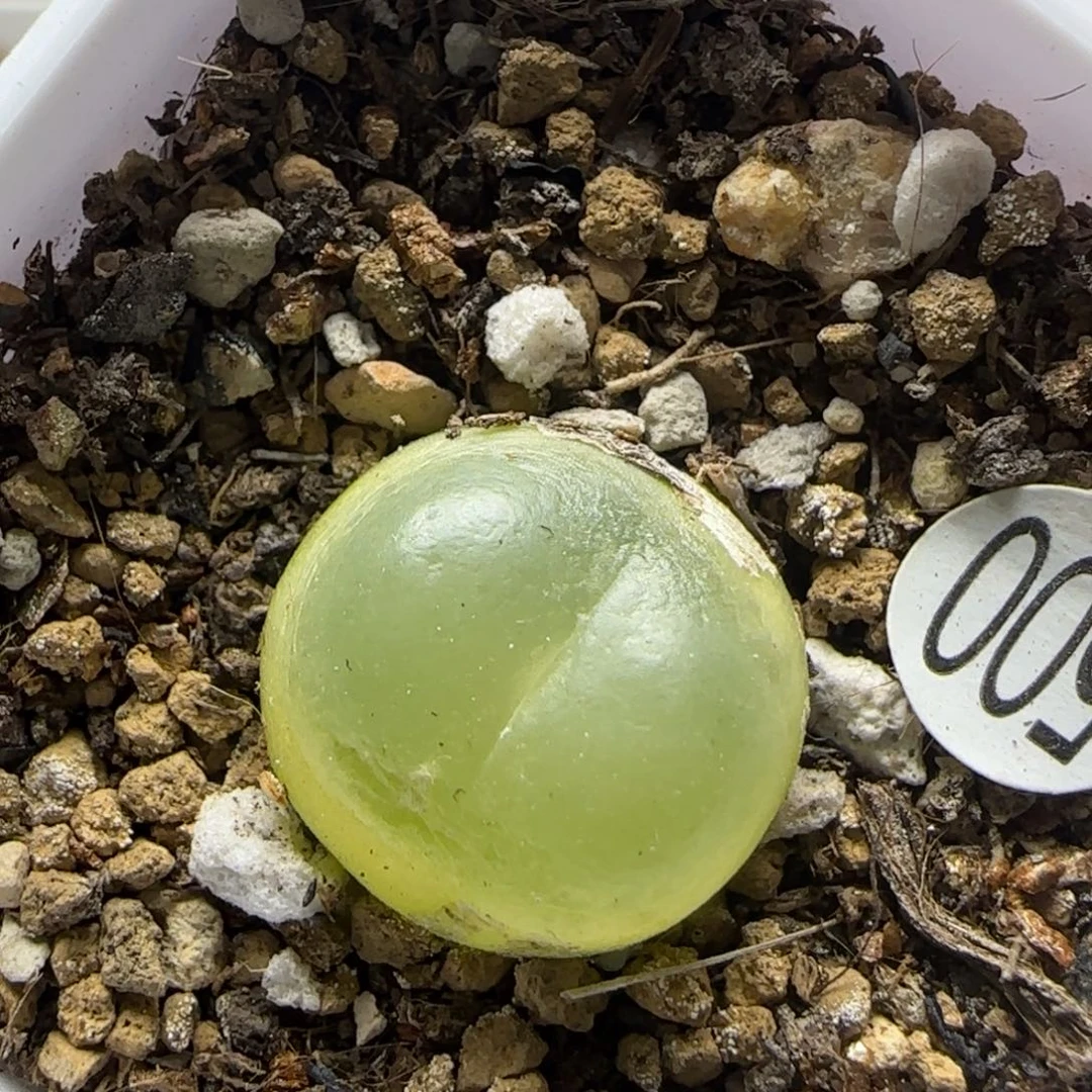 拉登1.7瑕疵多肉植物500
