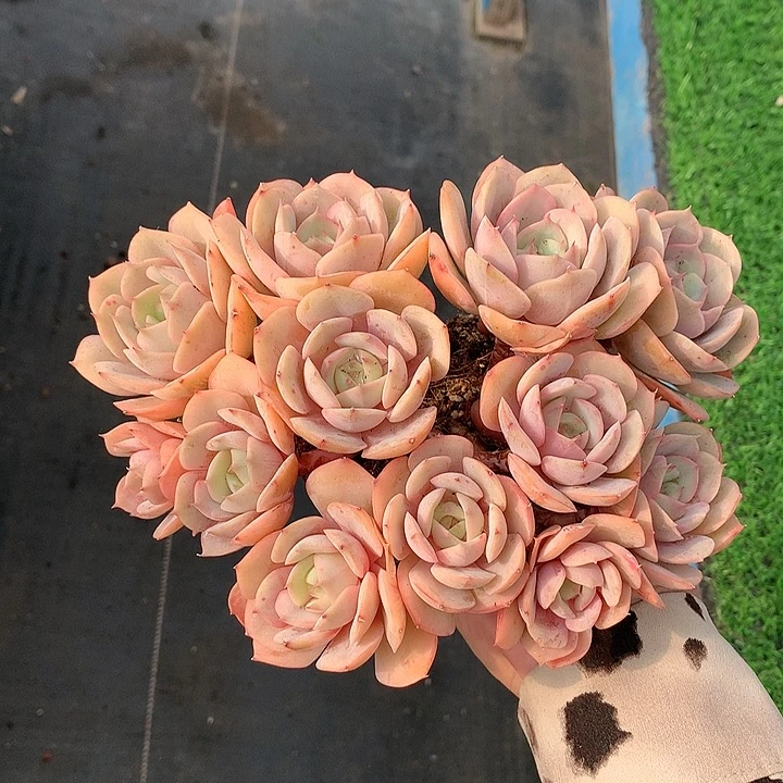 蓝色苍鹭朵朵111112