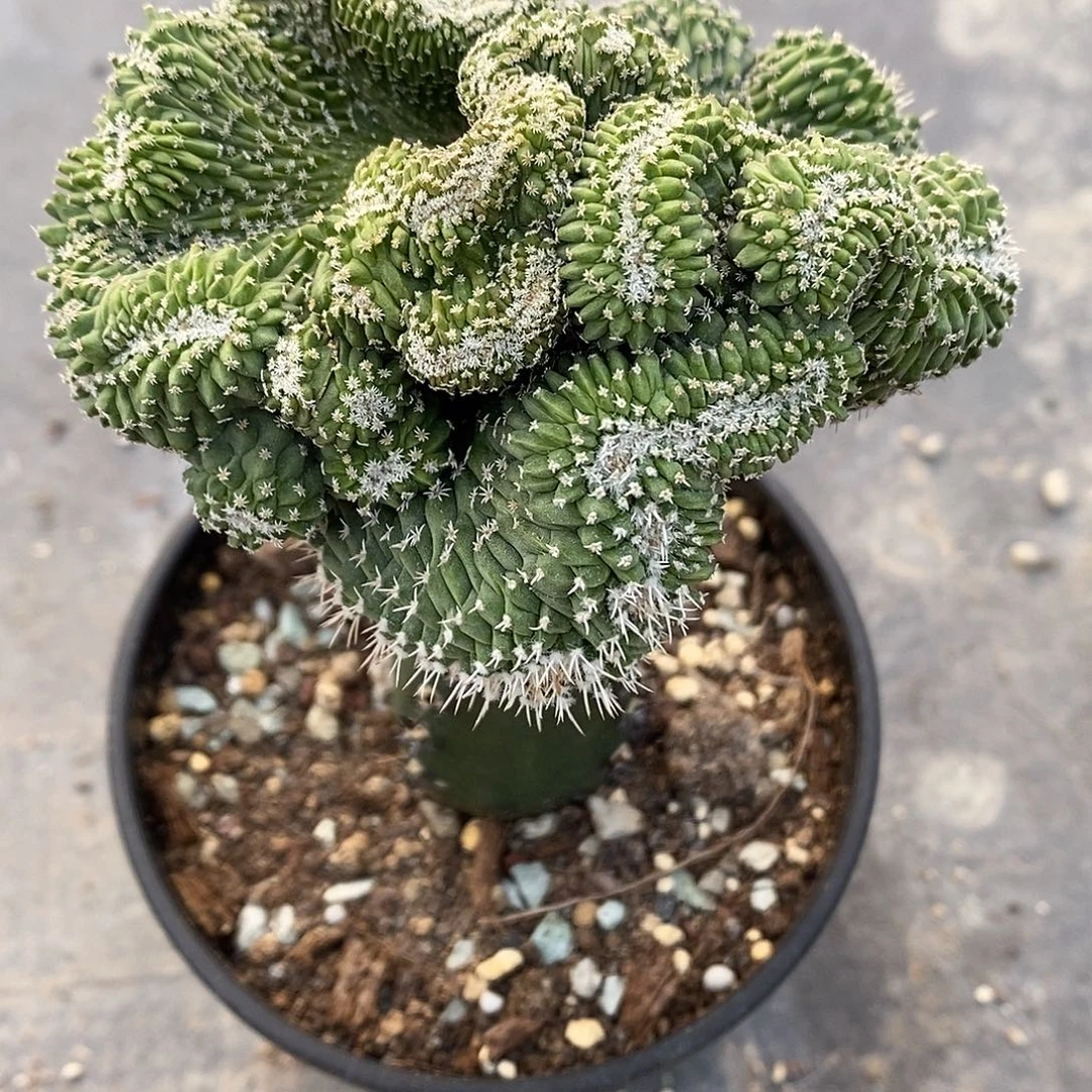 嫁接菊水缀化10公分左右