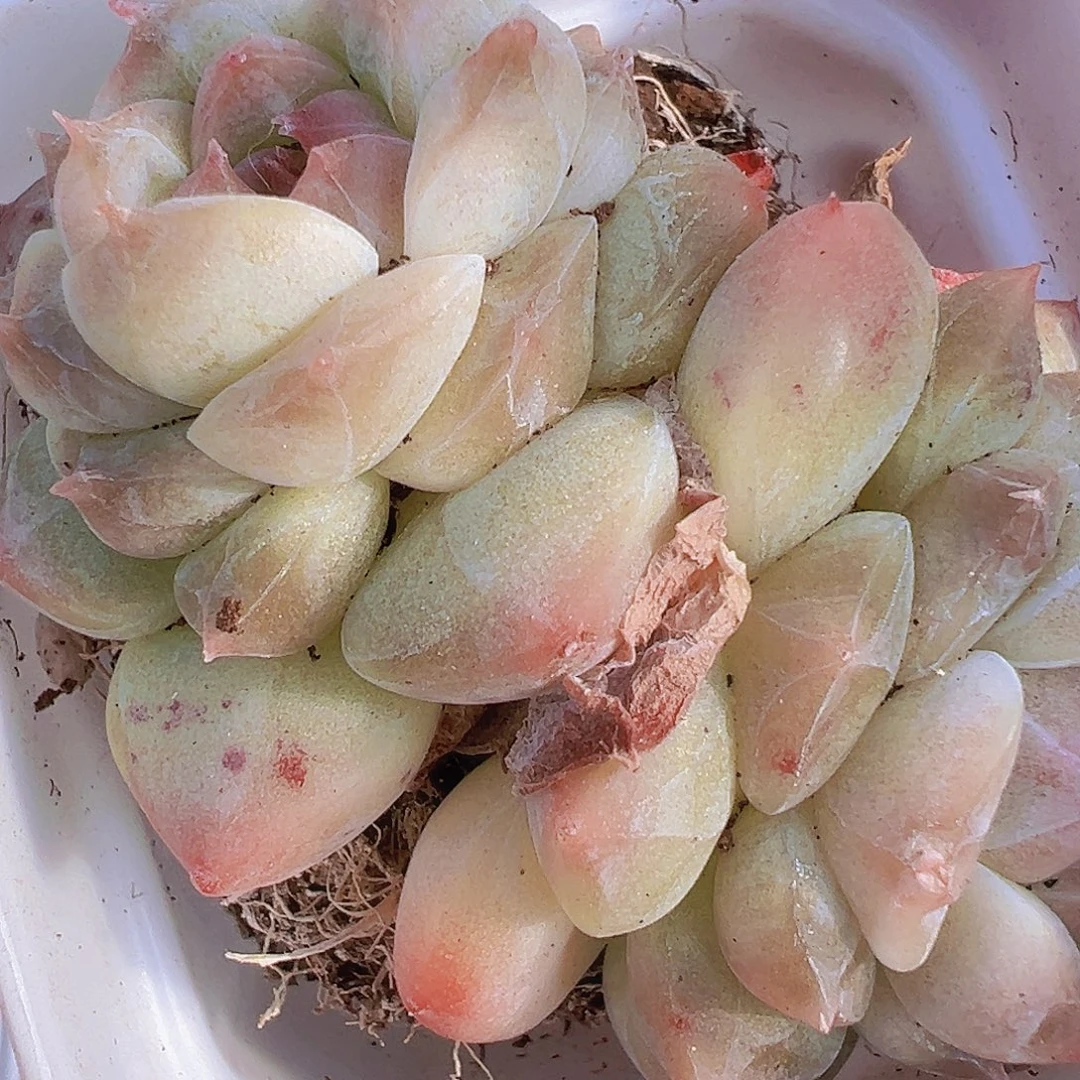 冰沙珍妮19包油多肉