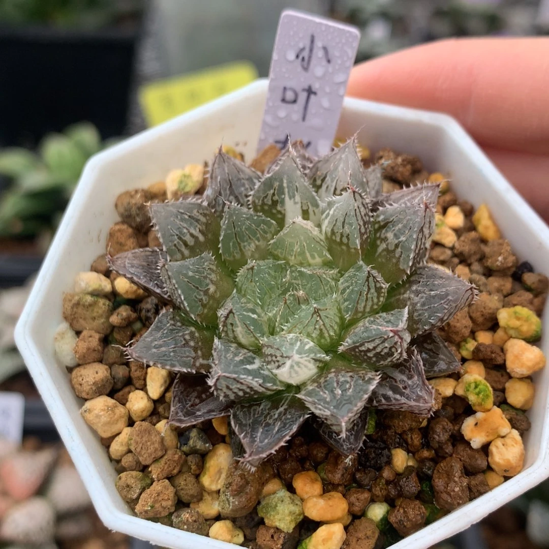 小叶楼兰一物一拍