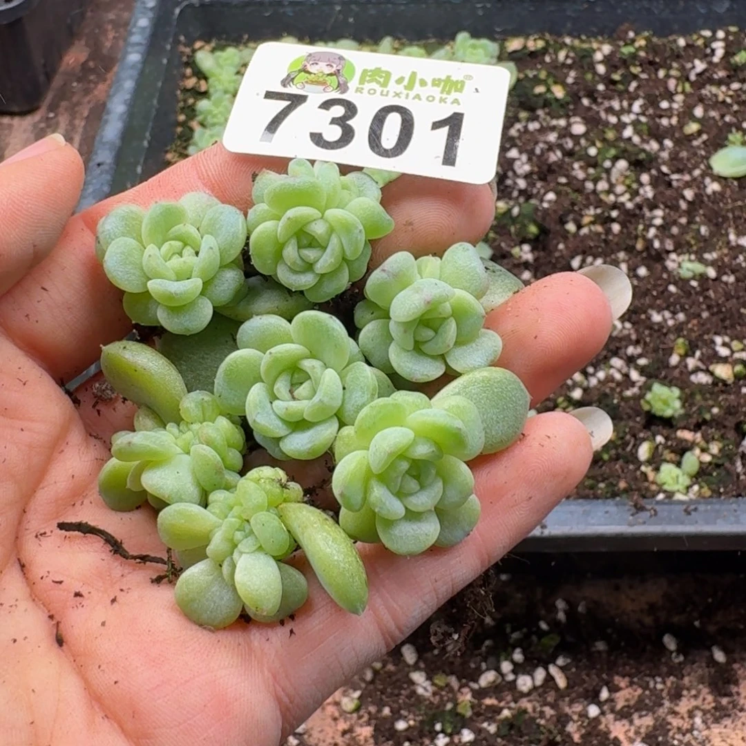 多肉植物多肉植物