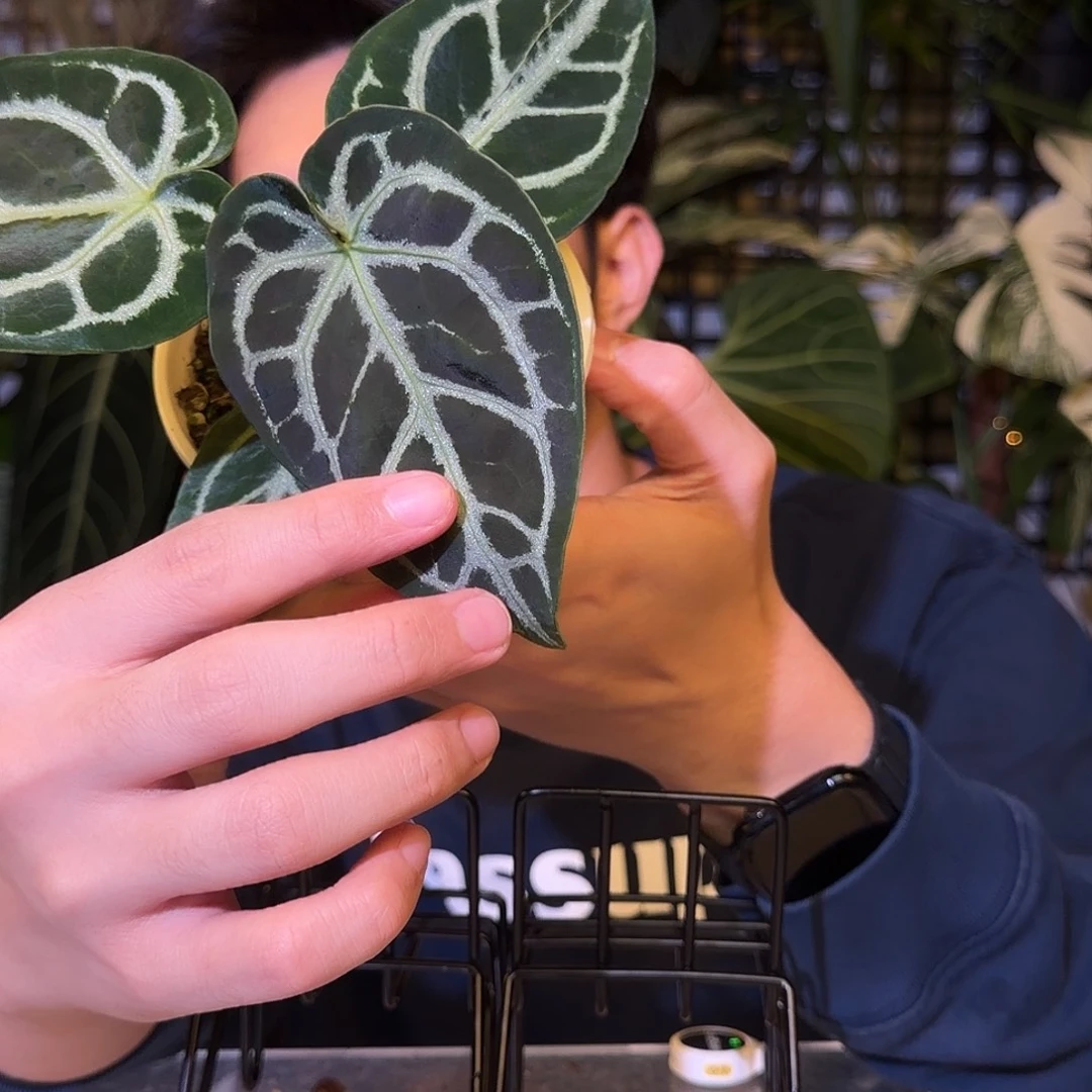 完全开放H69 黑桐