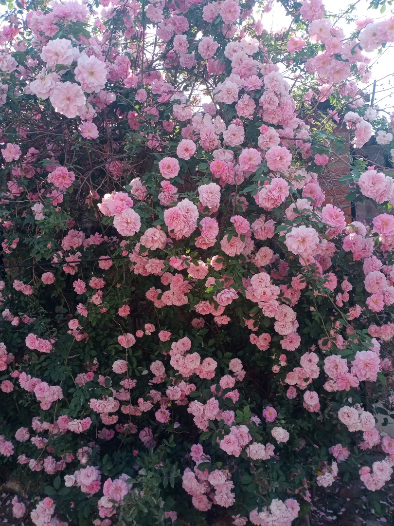 耐寒藤本月季粉蝶