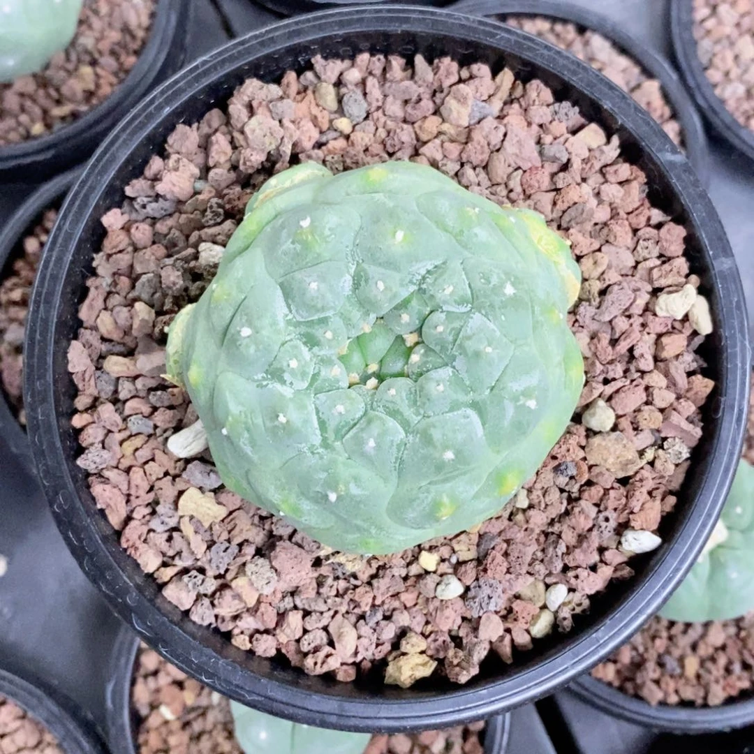 画*仙人球的世界里有