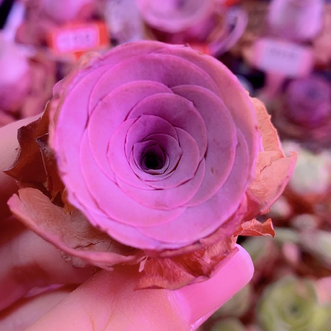 绮梦单头一物一p006