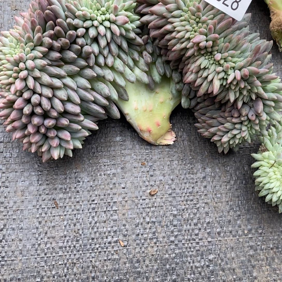 小***傲勿秒拍秒退 922-28红蜻蜓缀