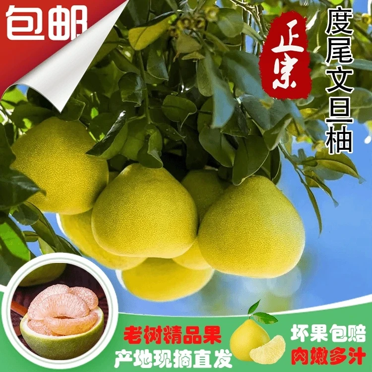 正宗福建仙游度尾老树文旦柚当季新鲜现摘时令孕妇水果精品柚子