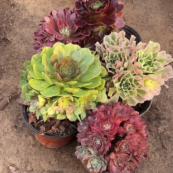 466多肉植物组合，