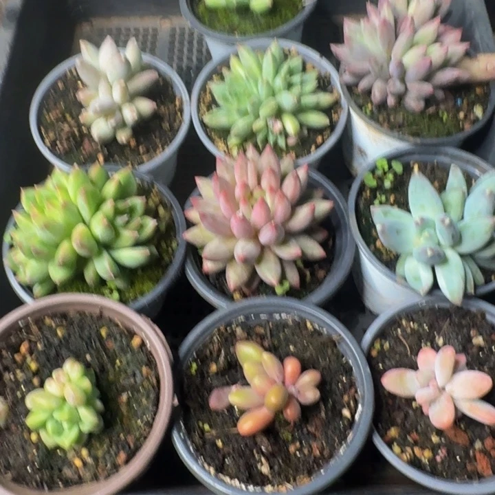 2553多肉植物一物一拍