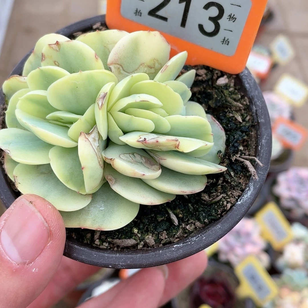 【闪购商品】蜜*213号