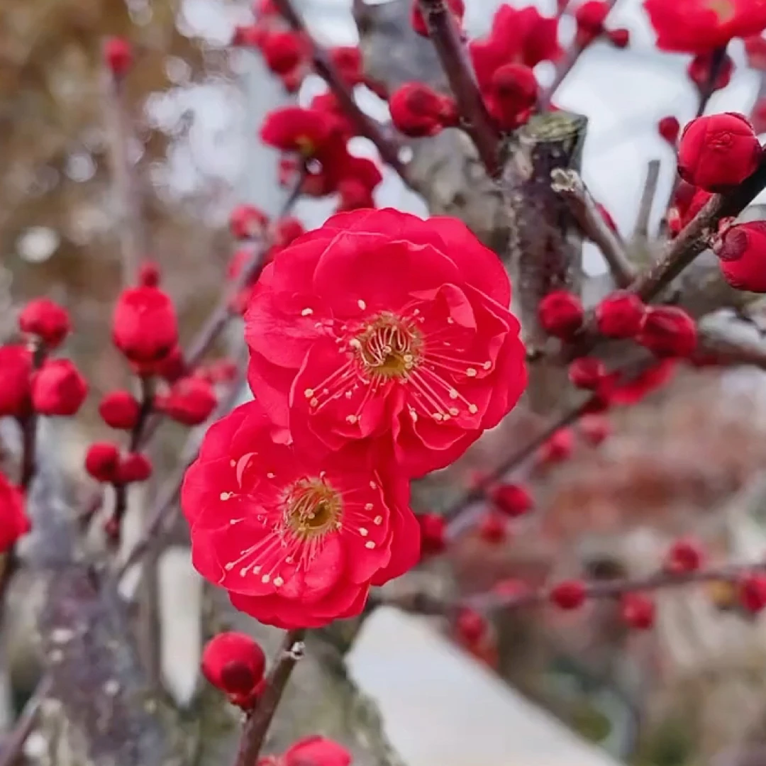 【梅花精品盆景】花盆栽室内室外观赏植物地栽木本植物一物一拍