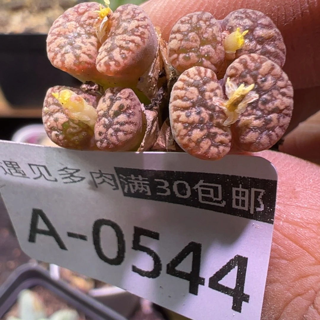 多肉植物1111111111111