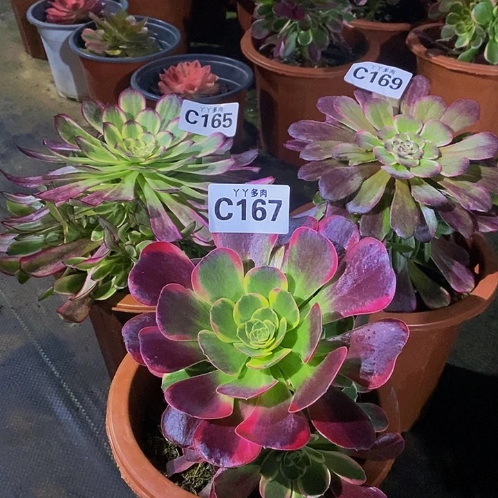 多肉植物法师幽兰169165167