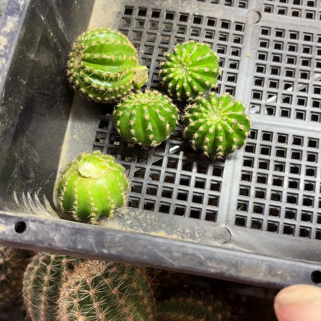菜菜无根侧牙两公分嫁接用瑕