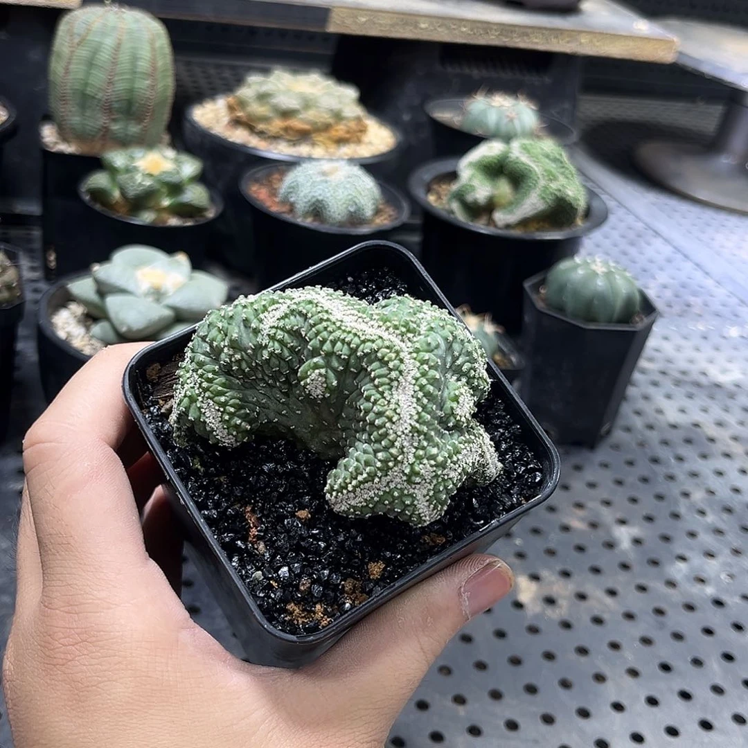 菊水缀化3699999999