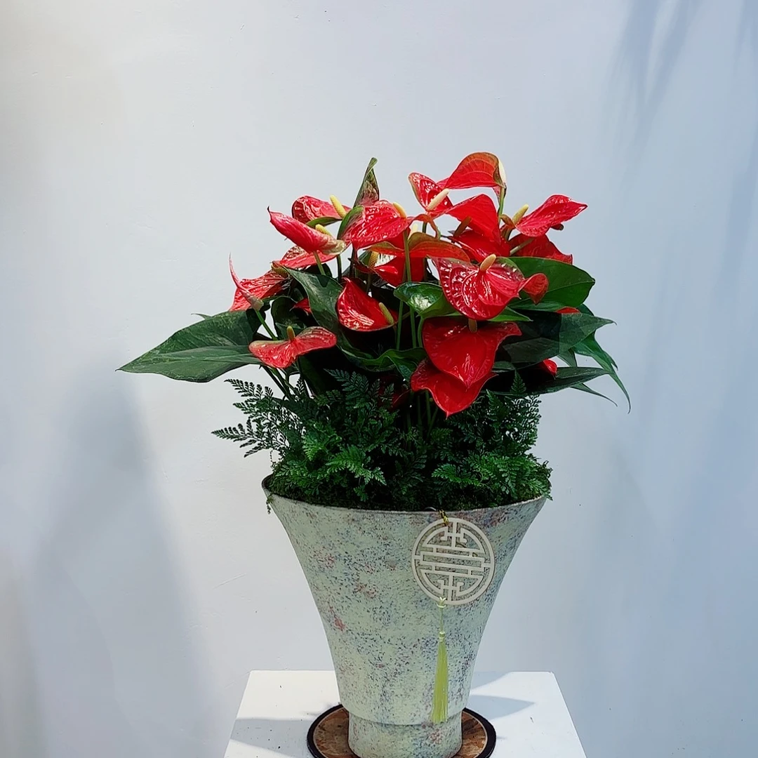 无花朵暖*暖高端盆景一物一拍